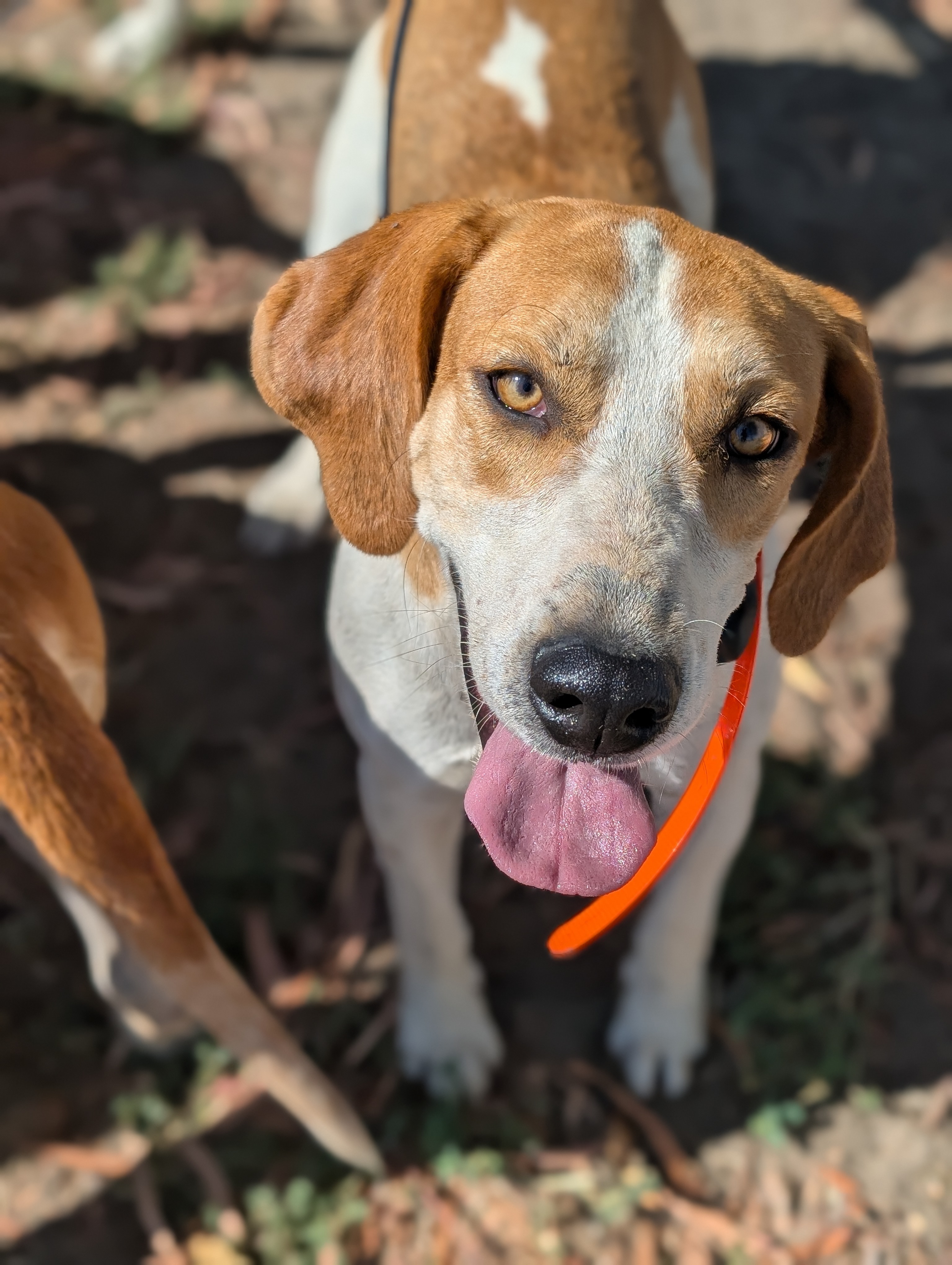 Flask, a Santa Fe Hunt hound, at Kingsway Farm