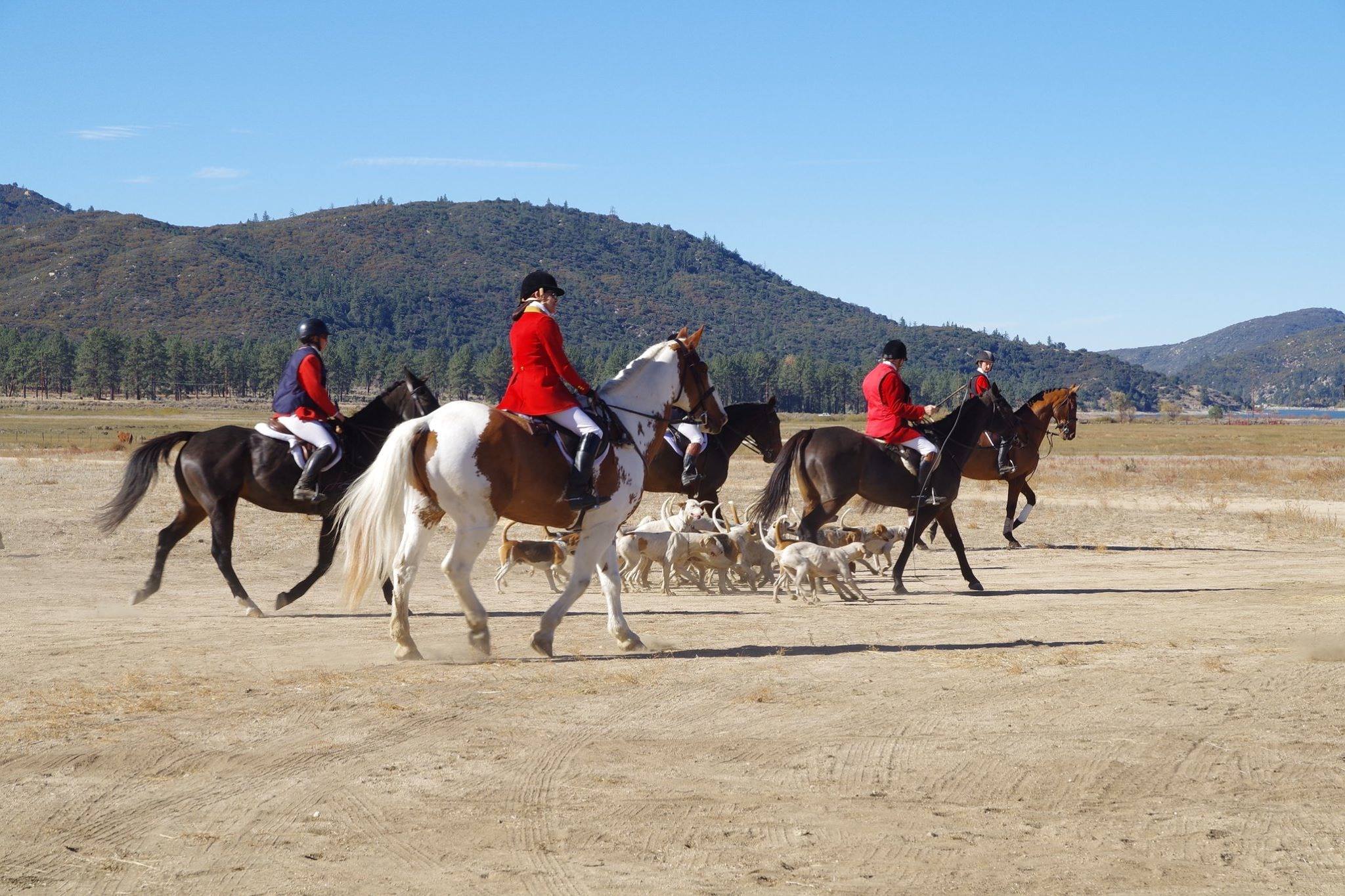 Santa Fe Hunt staff on horseback with the hound pack running alongside