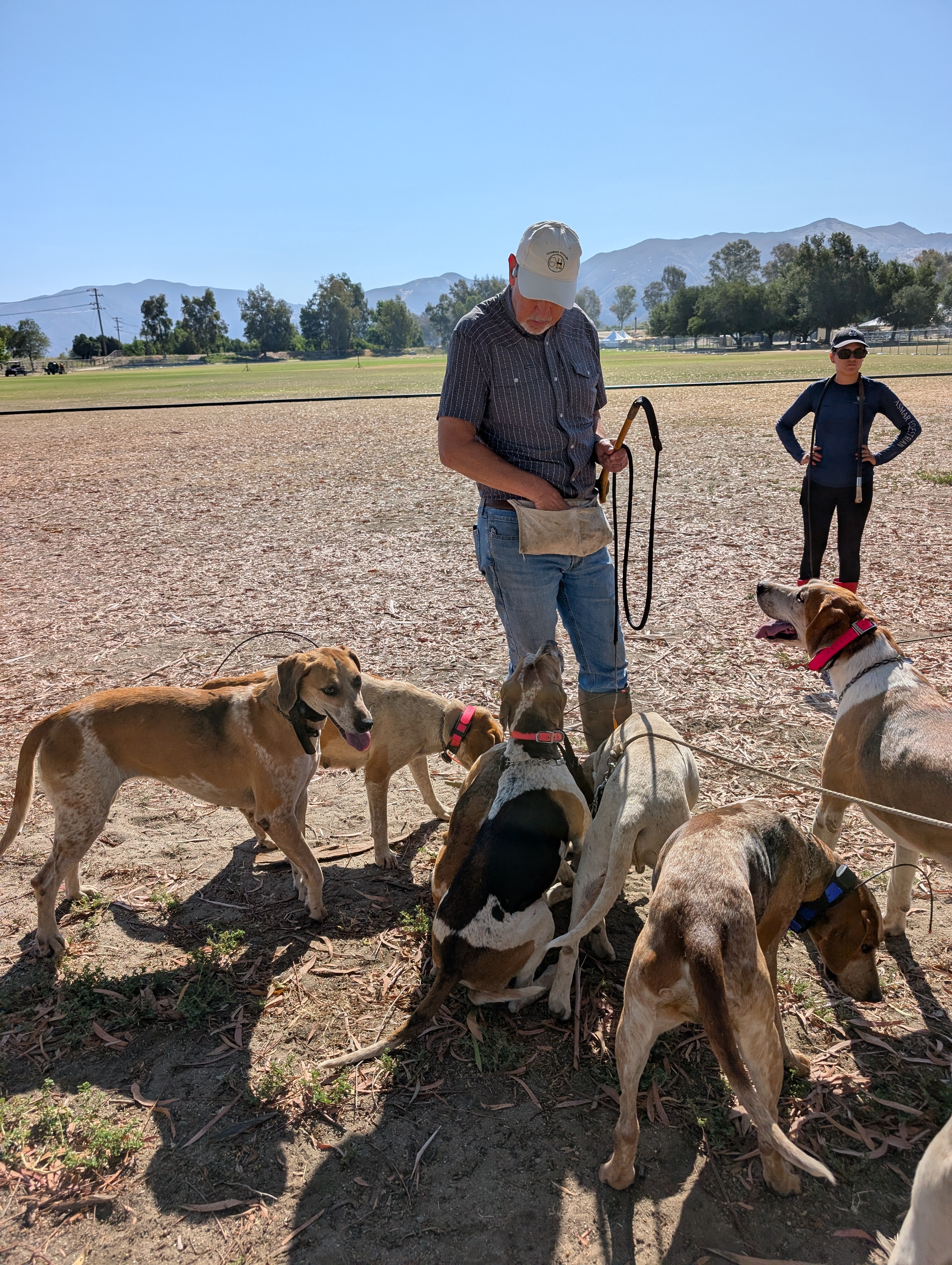Hounds gathered around a kennelman in the field