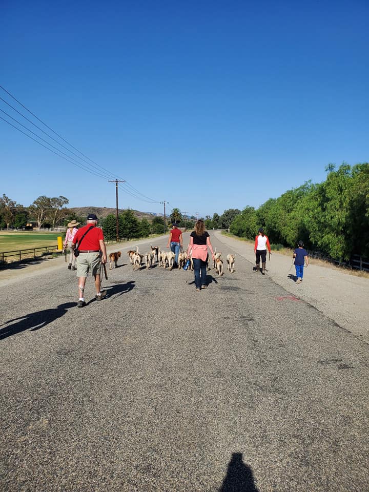 Hounds and staff on a summer roading walk
