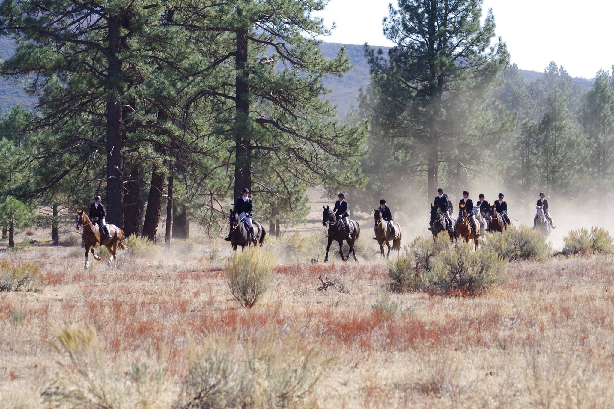 The field riding through the pines