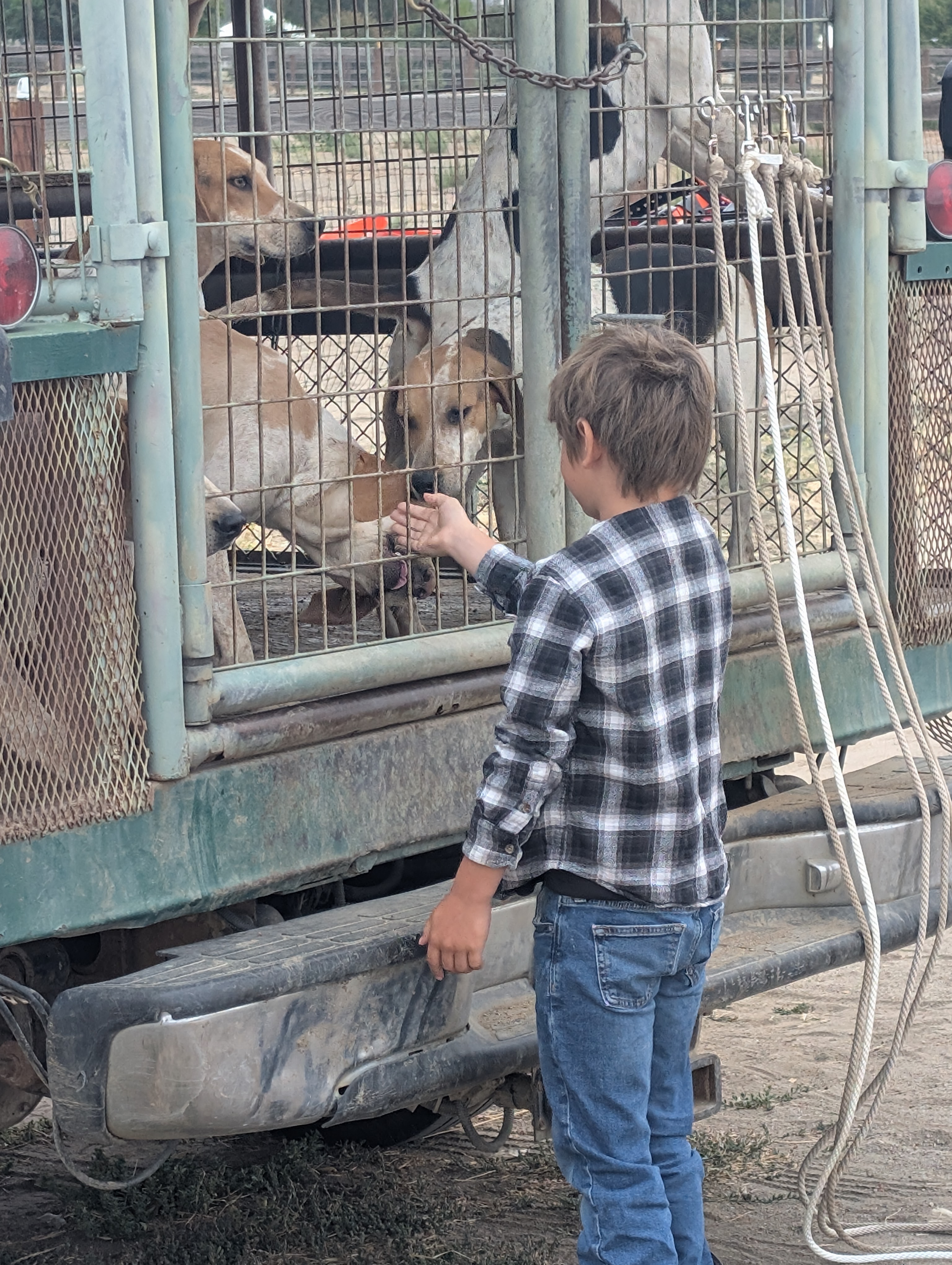 A young member greeting hounds through the kennel truck