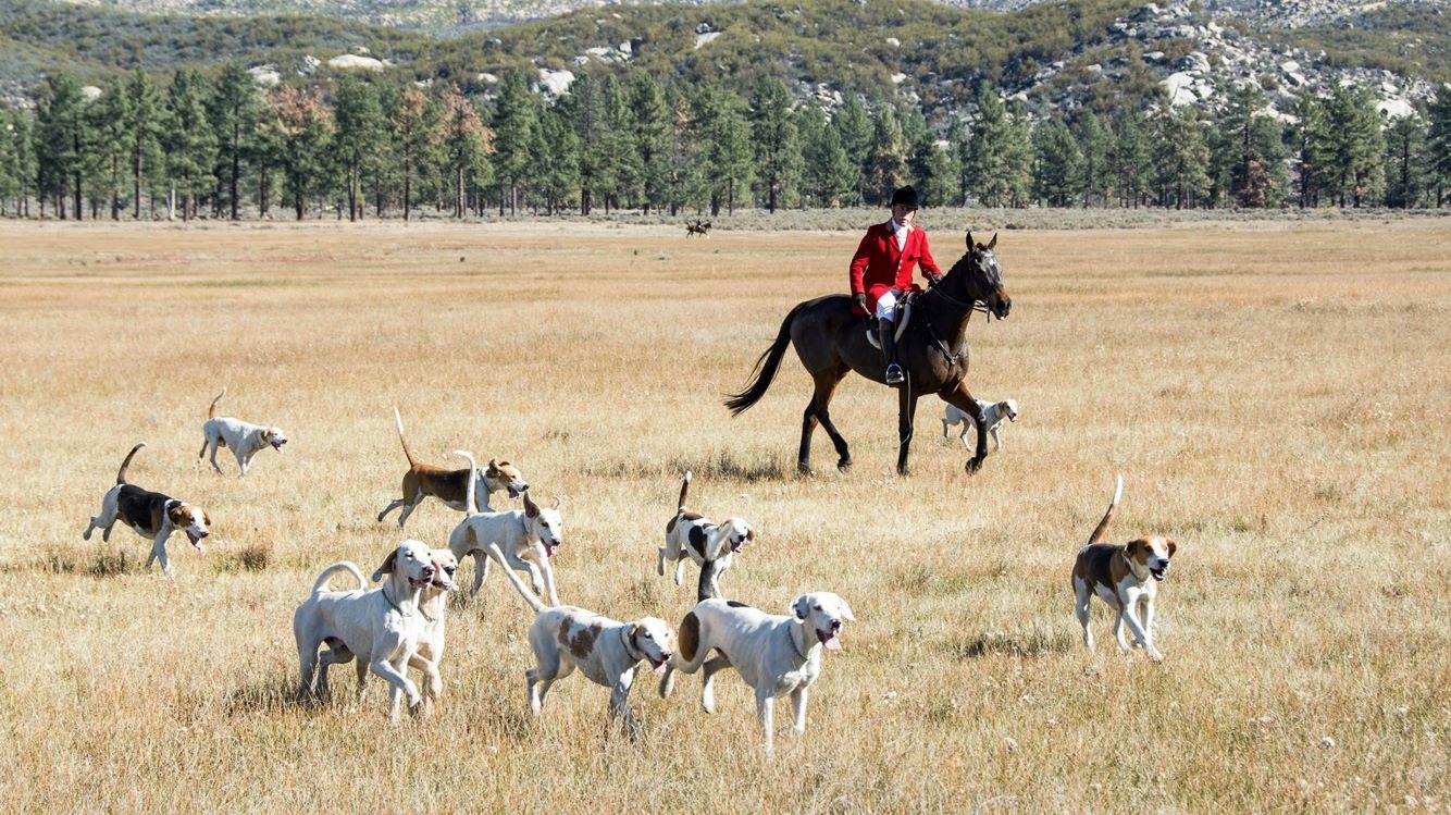 Huntsman with the pack