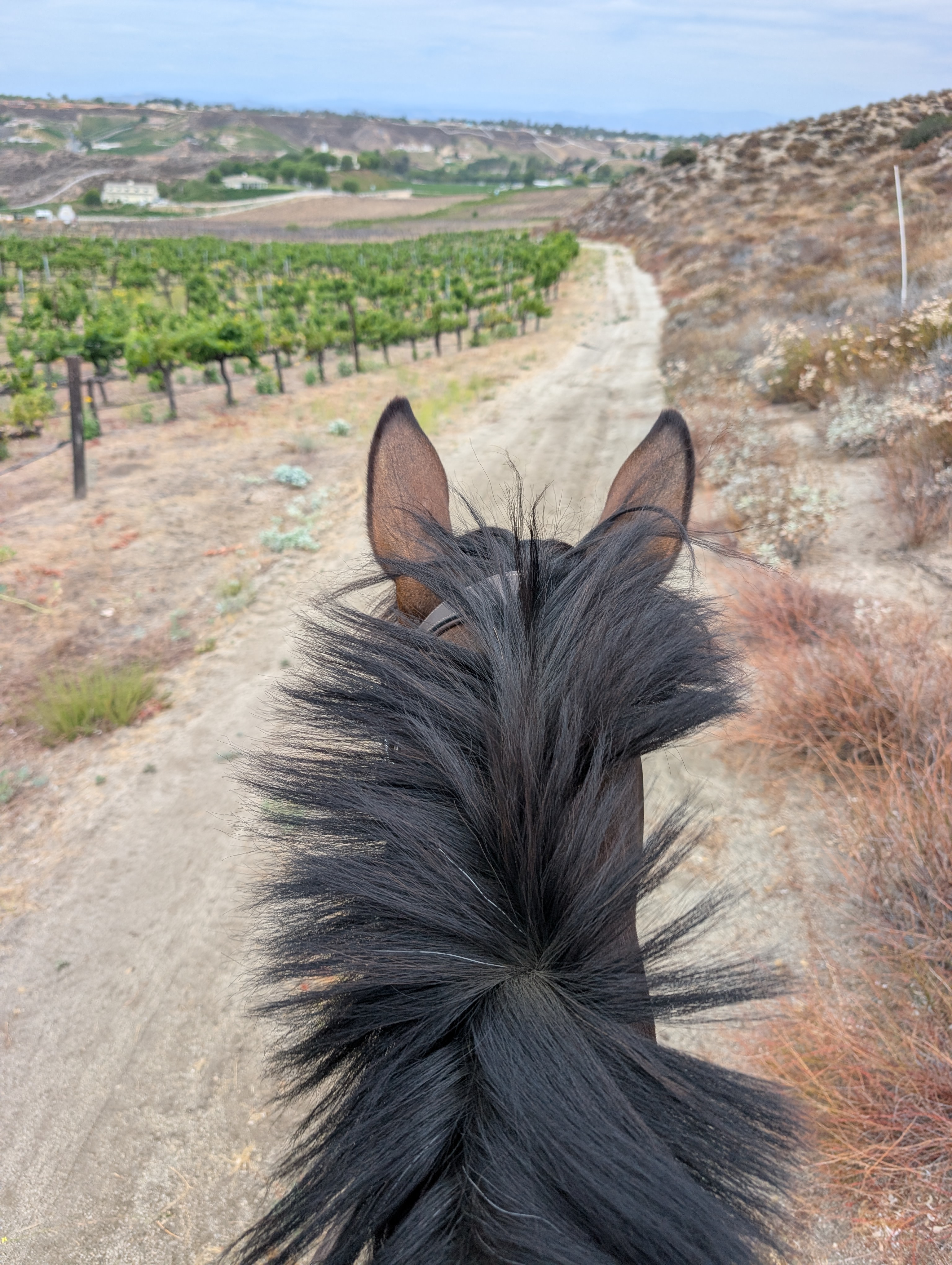 Trail ride through the vineyard