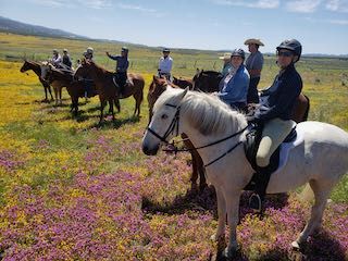 Members among spring wildflowers
